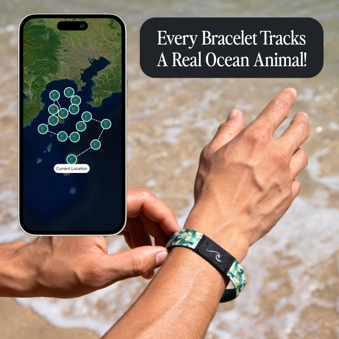 Ocean Animal Tracking Bracelet