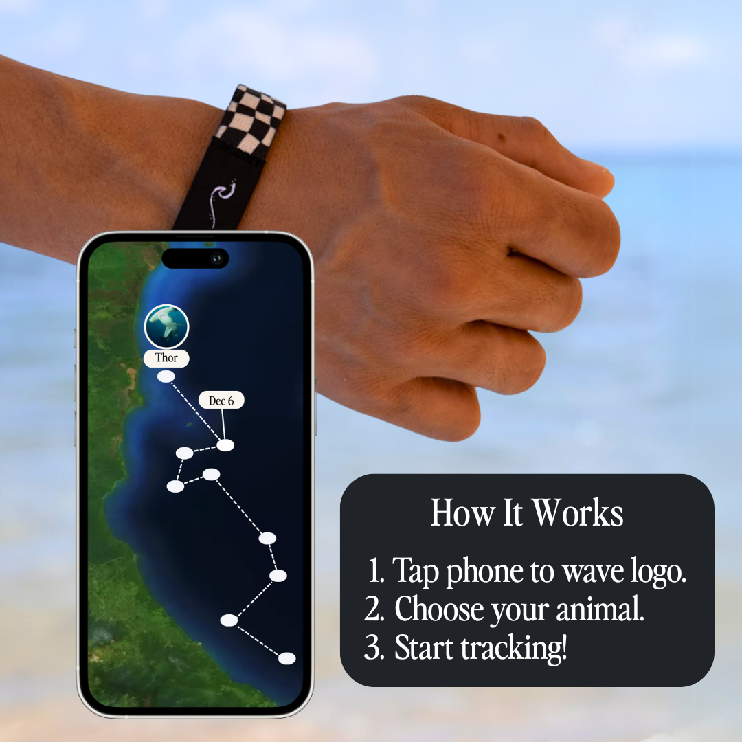 Ocean Animal Tracking Bracelet