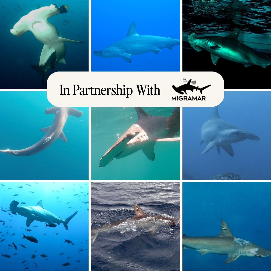 Ocean Animal Tracking Bracelet