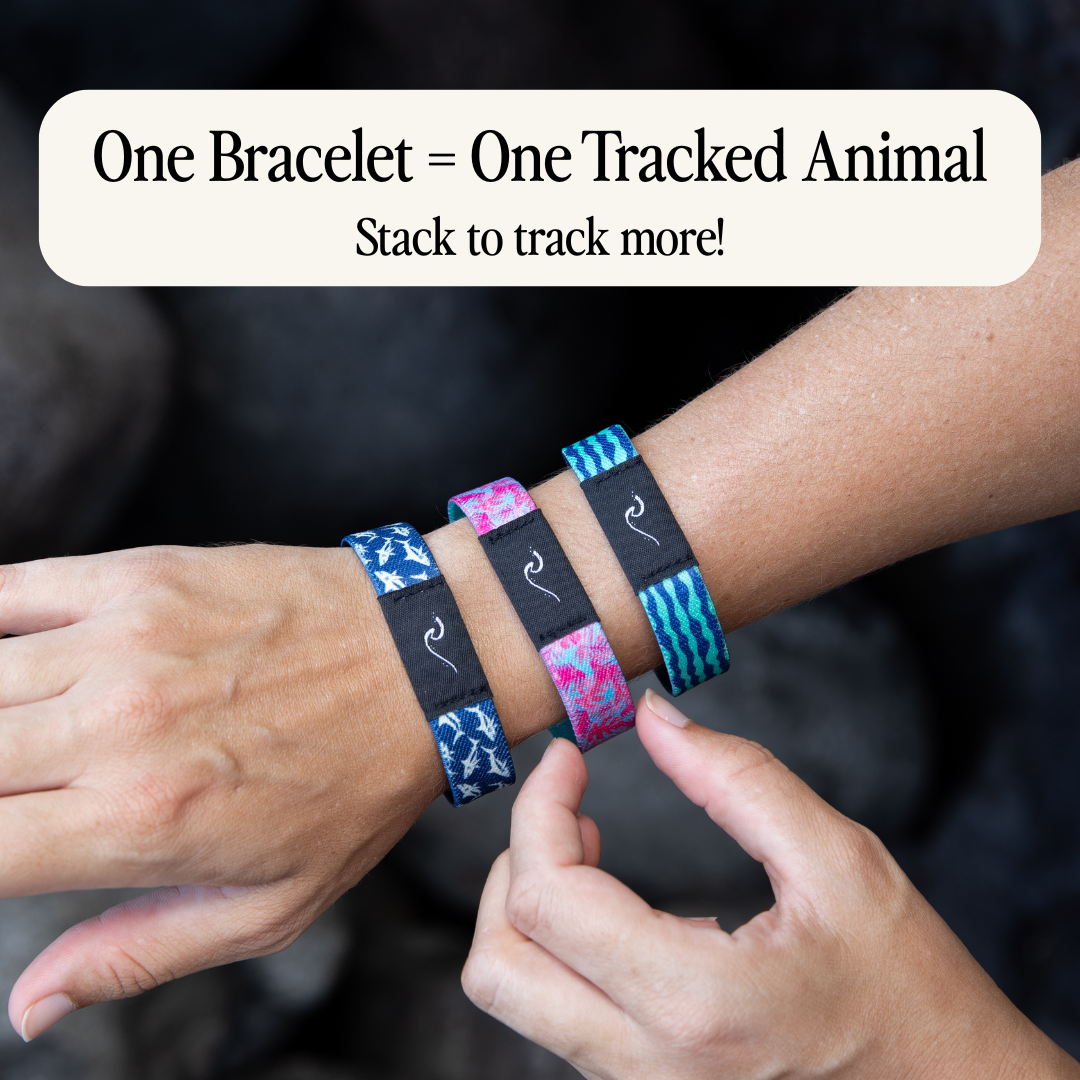 Ocean Animal Tracking Bracelet