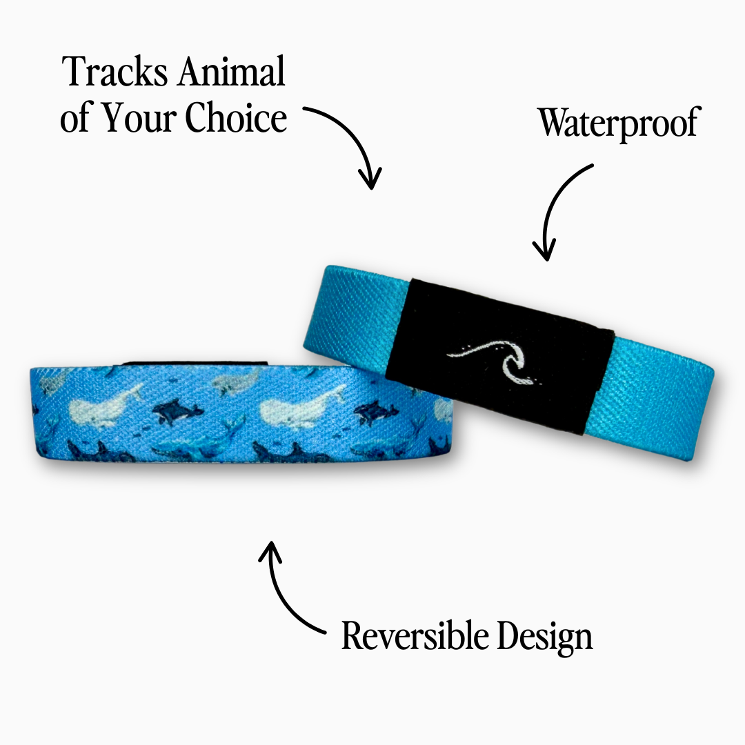 variant__46213782208711