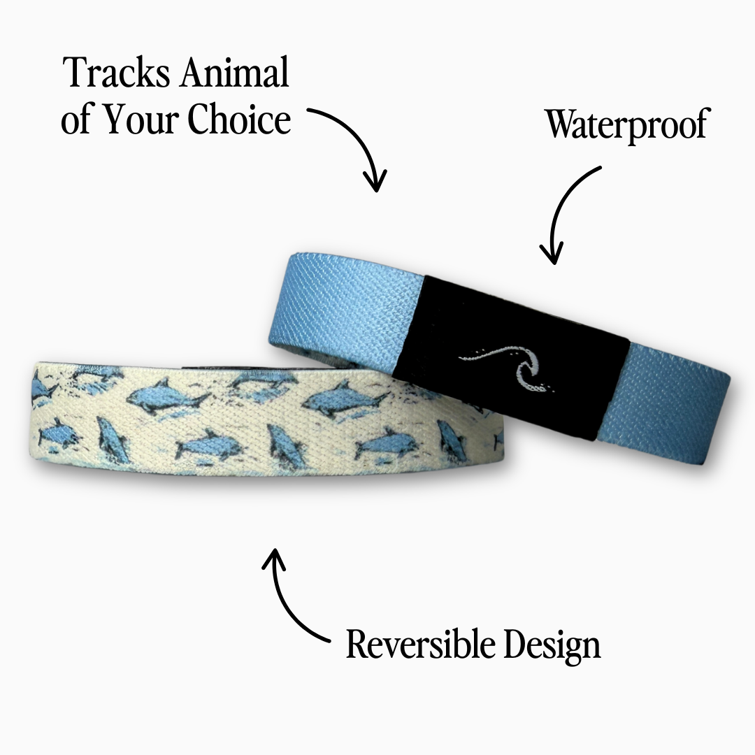 variant__46213777260743